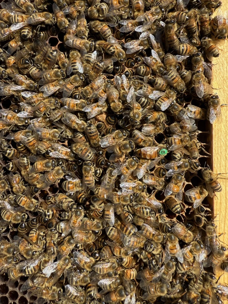 A close view of honey bees on a frame of comb