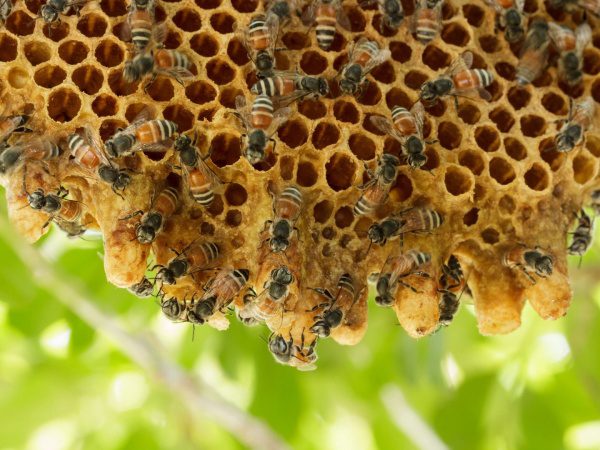 A close up of bees on a honeycomb