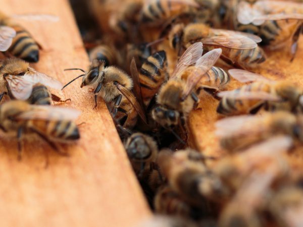 A close up of bees on the ground