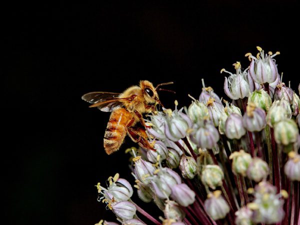 A bee flying over some flowers on a black background