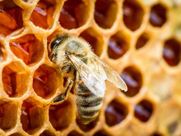 A bee is sitting on the honeycomb of its hive.